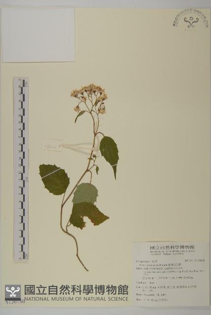 臺灣山白蘭藏品圖，第1張