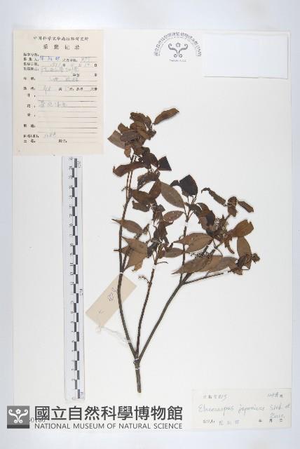 Japanese Elaeocapus Collection Image, Figure 1, Total 3 Figures