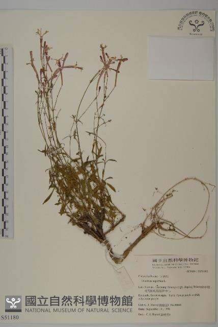 瞿麥藏品圖，第1張