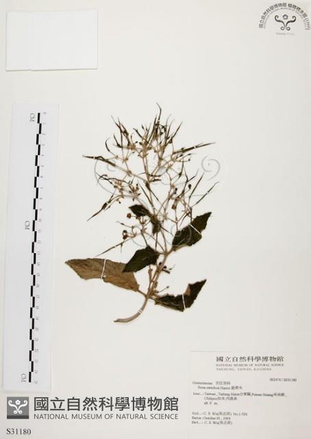 旋莢木藏品圖，第1張