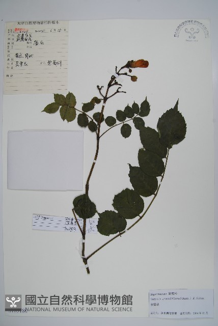 紫葳, 凌霄花藏品圖，第1張