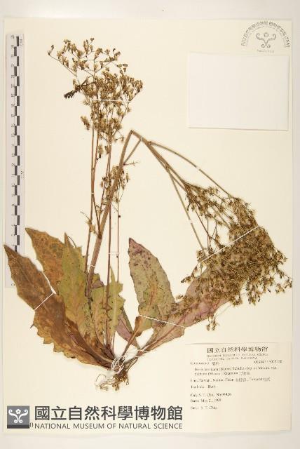 刀傷草藏品圖，第1張