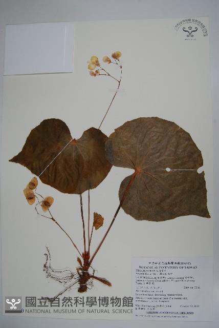 蘭嶼秋海棠藏品圖，第1張