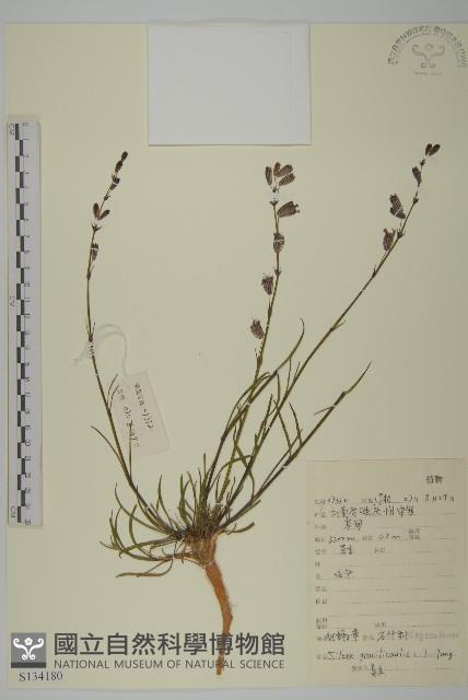 細蠅子草藏品圖，第1張