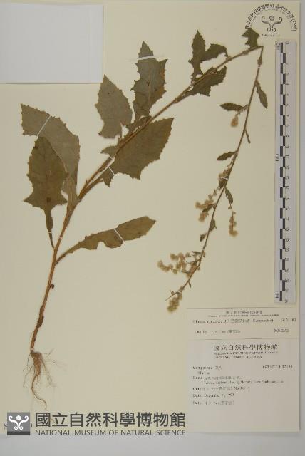 薄葉艾納香藏品圖，第1張