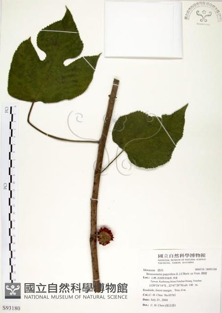 構樹藏品圖，第1張