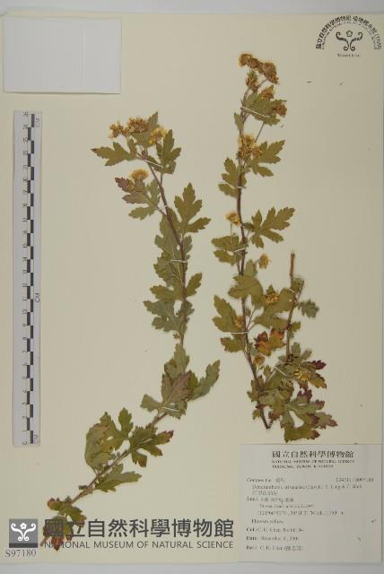 阿里山油菊藏品圖，第1張