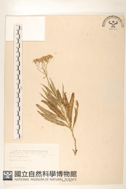 黃菀藏品圖，第1張