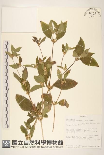 金腰箭藏品圖，第1張