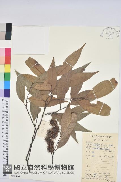 Accession Number:S086380 Collection Image