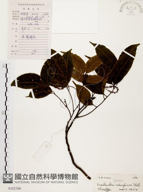 黃杞藏品圖，第1張