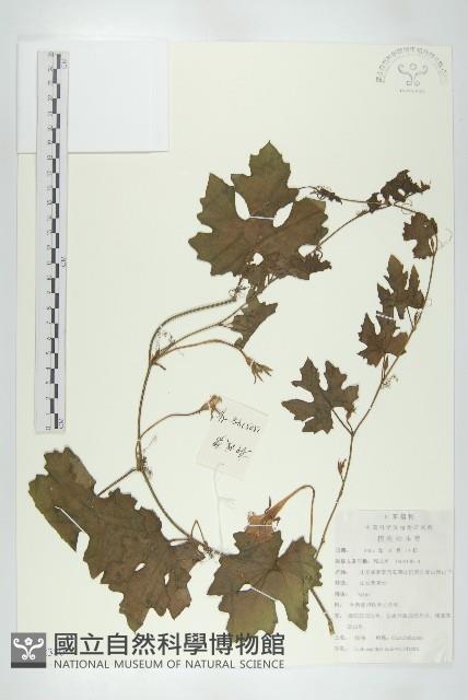 括樓藏品圖，第1張