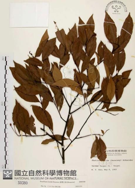 臺灣石楠藏品圖，第1張