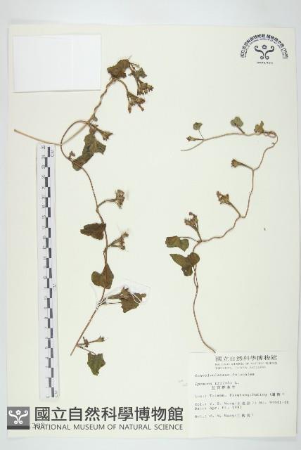 紅花野牽牛藏品圖，第1張