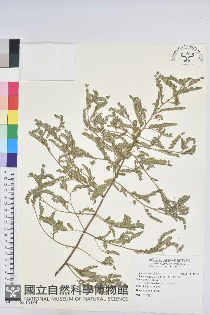 葉下珠、珠仔草藏品圖，第1張