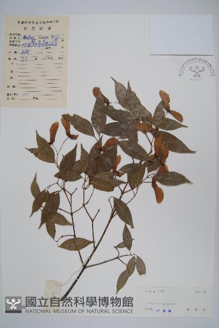 紅翅槭藏品圖，第1張