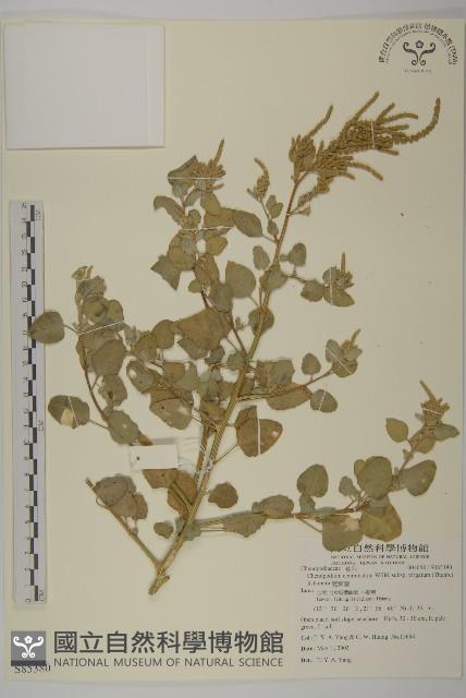 變葉藜藏品圖，第1張