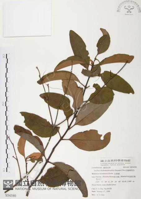 杜鵑桑寄生藏品圖，第1張