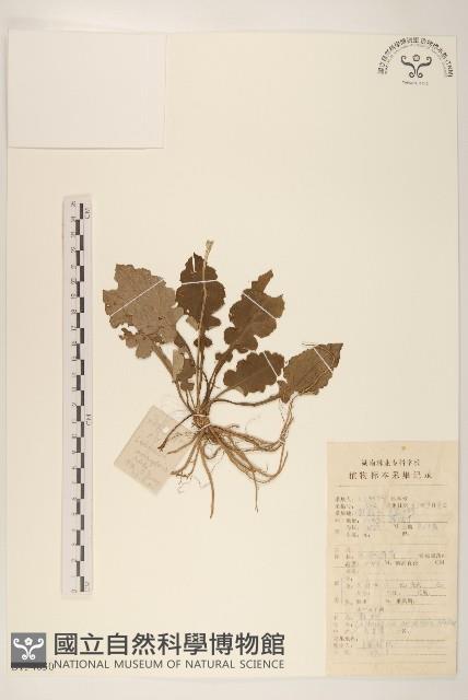 楮樹藏品圖，第1張