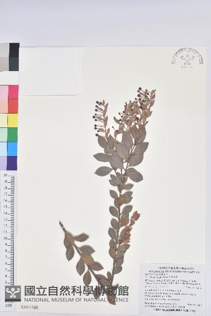 大葉越橘、來特氏越橘藏品圖，第1張