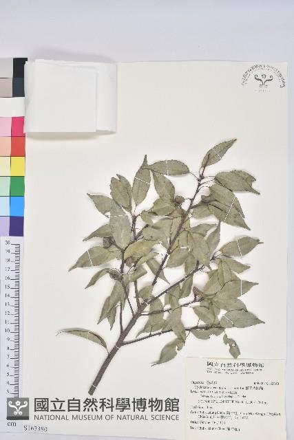 圓果青剛櫟藏品圖，第1張