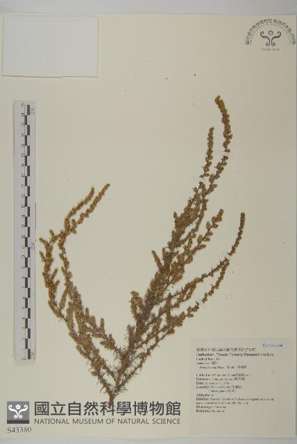 茵蔯蒿藏品圖，第1張