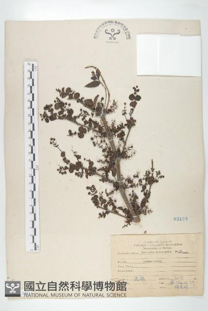 臺灣馬桑藏品圖，第1張