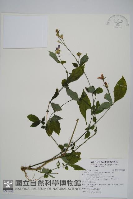 臺灣馬藍藏品圖，第1張