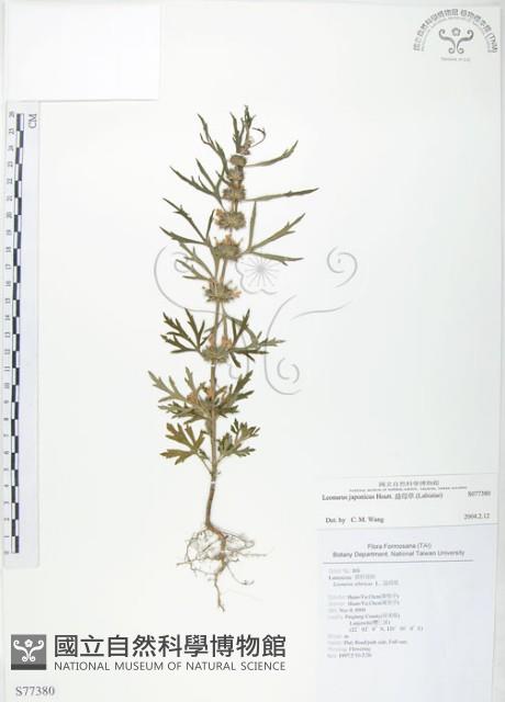 益母草藏品圖，第1張