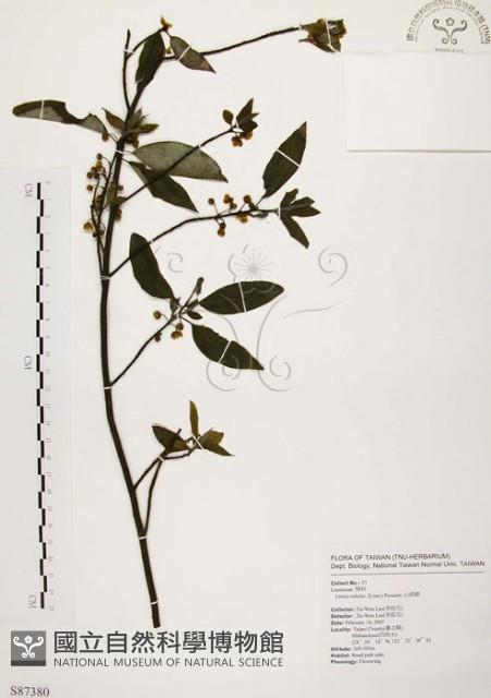 山胡椒藏品圖，第1張