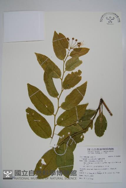 蘭嶼山柑藏品圖，第1張