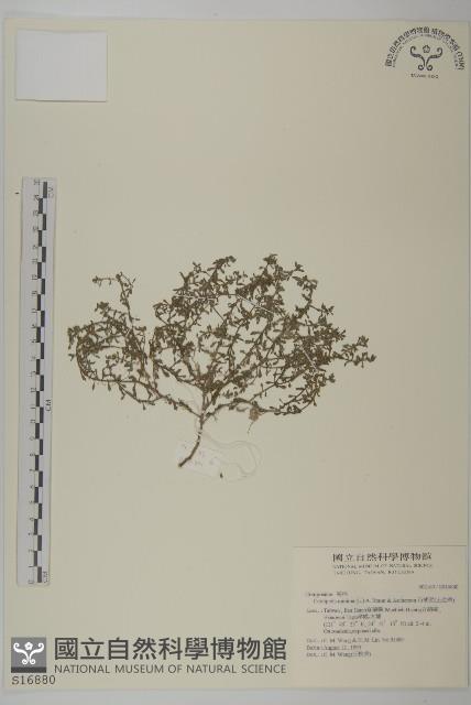 石胡荽、吐金草藏品圖，第1張