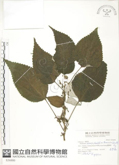 青苧麻藏品圖，第1張