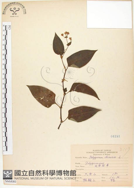 火炭母草、清飯藤藏品圖，第1張