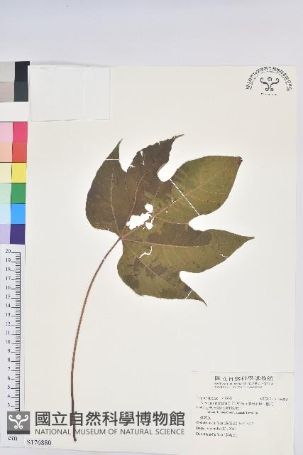 廣東油桐、皺桐藏品圖，第1張