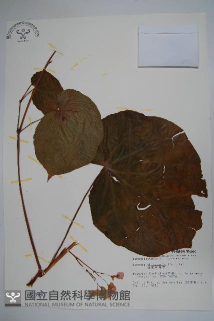 溪頭秋海棠藏品圖，第1張