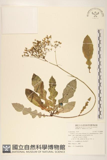 刀傷草藏品圖，第1張