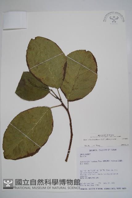 破布烏藏品圖，第1張