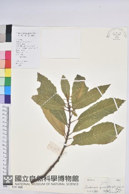 黧蒴栲藏品圖，第1張