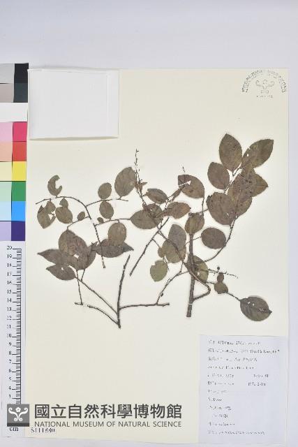 米飯花藏品圖，第1張