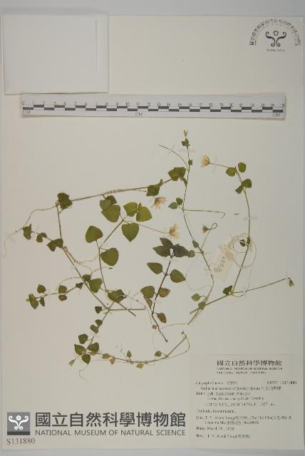 阿里山繁縷藏品圖，第1張