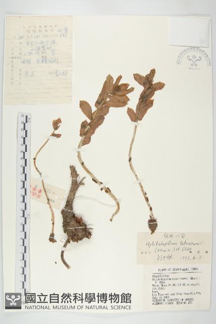 華北景天藏品圖，第1張