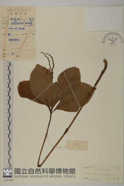 寬葉金粟蘭藏品圖，第1張