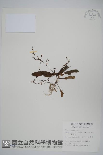 哈哼花藏品圖，第1張