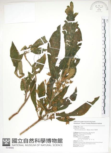 同蕊草、異色線柱苣苔藏品圖，第1張