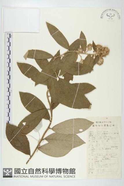 羊耳菊藏品圖，第1張