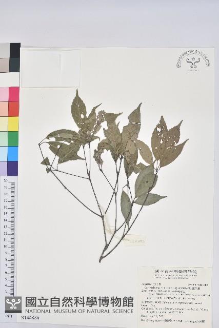 錐果櫟藏品圖，第1張