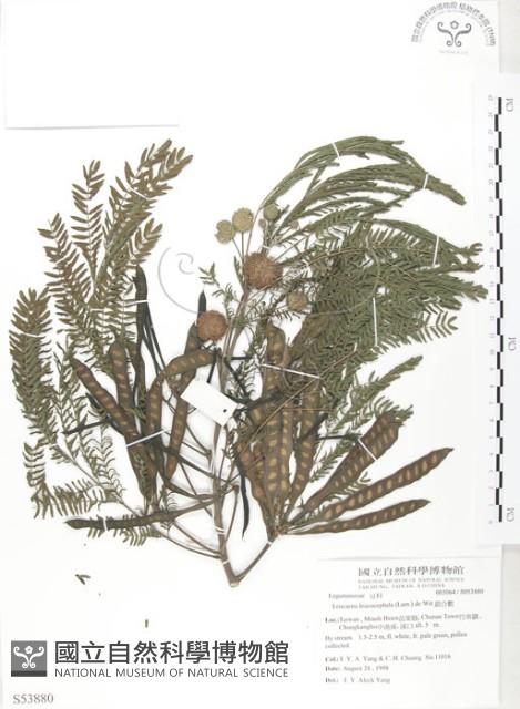 銀合歡藏品圖，第1張