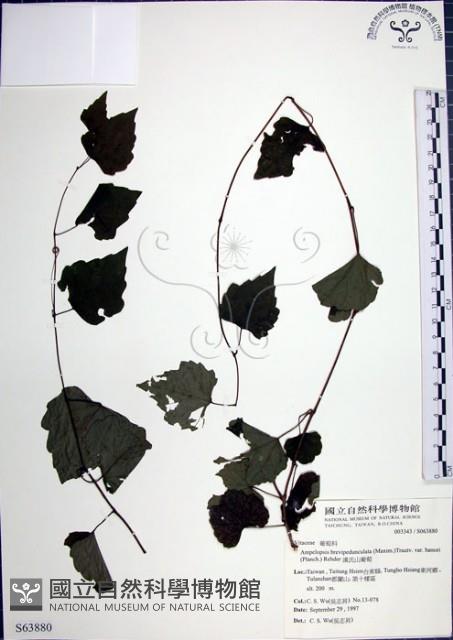 漢氏山葡萄藏品圖，第1張