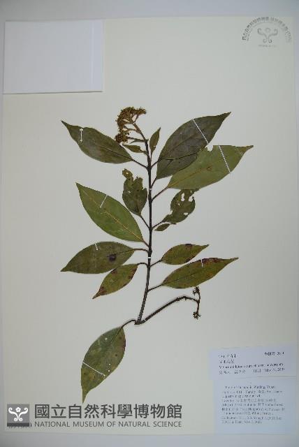 光果莢迷藏品圖，第1張